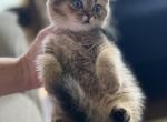 Mirabel - British Shorthair Kitten For Sale - Jacksonville, FL, US