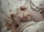 Lola - Sphynx Kitten For Sale - PA, US