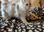 Carl shaded silver - Persian Kitten For Sale - 
