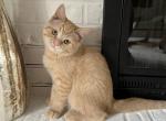 Simba - Scottish Straight Kitten For Sale - Elmira, NY, US