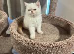 Star exotic shorthair female - Exotic Kitten For Sale - 