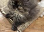 Ellie tortie - Persian Kitten For Sale - Charlotte, NC, US
