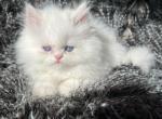 Pandora - Persian Kitten For Sale - Dallas, TX, US