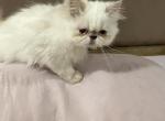 Flame point female - Himalayan Kitten For Sale - Charlotte, NC, US