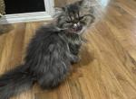 Milo Rubic - Persian Kitten For Sale - Charlotte, NC, US