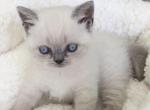 Blue eyes girl - Scottish Straight Kitten For Sale - 