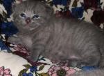 Fold Male - Scottish Fold Kitten For Sale - Estacada, OR, US