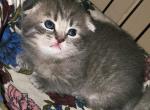Scottish Fold Male light - Scottish Fold Kitten For Sale - Estacada, OR, US