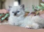 Thora and Tyr Chapter 2 - Ragdoll Kitten For Sale - Wellington, CO, US