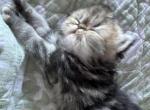 Rikky - Persian Kitten For Sale - Fort Worth, TX, US