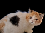 Tica British shorthair female calico - British Shorthair Kitten For Sale - Woodburn, IN, US