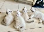 Ragdoll Kittens - Ragdoll Kitten For Sale - East Amwell, NJ, US