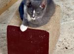 Ti  mix Siamese and American Short hair - American Shorthair Kitten For Sale - Catasauqua, PA, US