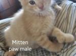 Boy polydactyl 8 weeks - Polydactyl Kitten For Adoption - Baltimore, OH, US