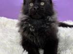 Zodiac - Maine Coon Cat For Sale - Brighton, CO, US