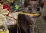 Girl polydactyl 8 weeks - Polydactyl Kitten For Adoption - Baltimore, OH, US