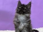 Yamada - Maine Coon Kitten For Sale - Brighton, CO, US