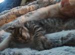 6 weeks male - Domestic Kitten For Adoption - 