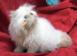 Flamicee x Mr Cuddles - Persian Kitten For Sale - Cedar Rapids, IA, US