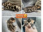 Daisy RESERVED - Bengal Kitten For Sale - 