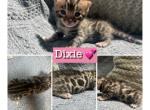 Dixie - Bengal Kitten For Sale - Reading, PA, US