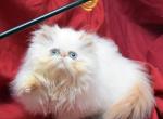 Flamicee x Mr Cuddles Girl - Persian Kitten For Sale - Cedar Rapids, IA, US