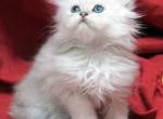 Amber x Hi Ho Silver Boy - Persian Kitten For Sale - Cedar Rapids, IA, US