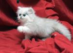 Amber x Hi Ho Silver Patches - Persian Kitten For Sale - Cedar Rapids, IA, US