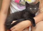 Black kitten - Domestic Kitten For Adoption - Auburn, WA, US