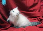Amber x Hi Ho Silver Male - Persian Kitten For Sale - Cedar Rapids, IA, US