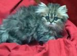 Amber x Hi Ho Silver Girl - Persian Kitten For Sale - Cedar Rapids, IA, US