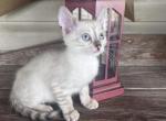 Bengal kittens TICA registered - Bengal Kitten For Sale - Vandalia, OH, US