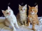 Waitlist Litter J Sarika & Tayte - Maine Coon Kitten For Sale - Longmont, CO, US