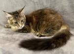 Tortie Girl - Maine Coon Kitten For Sale - Bryn Athyn, PA, US