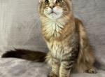 Tortie Girl - Maine Coon Kitten For Sale - Bryn Athyn, PA, US