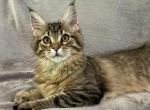 Mackerel Girl - Maine Coon Kitten For Sale - 