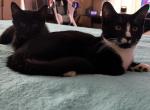 Black kittens looking for a new home - Siberian Kitten For Sale - West Springfield, MA, US