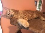 Sunny - Maine Coon Kitten For Sale - Freehold, NJ, US