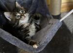 Zoe - Maine Coon Kitten For Sale - Freehold, NJ, US