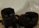 Dorothy black gorgerous scottish fold baby girl - Scottish Fold Kitten For Sale - Dallas, TX, US