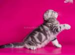 Nilson silver butterfly marble tabby baby boy - Scottish Fold Kitten For Sale - Houston, TX, US