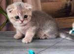 Little Bruce blue golden baby boy scottish fold - Scottish Fold Kitten For Sale - Dallas, TX, US