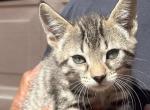 Bengal Manx mix - Bengal Kitten For Sale - Louisville, KY, US