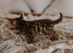Chloes babies - Bengal Kitten For Sale - Pocola, OK, US