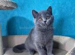 Michelle blue solid british shorthair chunky girl - British Shorthair Kitten For Sale - CA, US