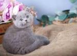 Flower blue solid british shorthair baby boy - Scottish Fold Kitten For Sale - TX, US
