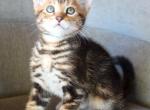 May Kittens - Bengal Kitten For Sale - Encinitas, CA, US