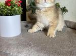 Lucy - Scottish Fold Kitten For Sale - 