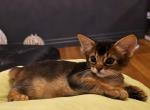 Mojito Ruddy - Somali Kitten For Sale - Toronto, Ontario, CA