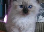 Tips - Ragdoll Kitten For Adoption - Casa De Oro-Mount Helix, CA, US